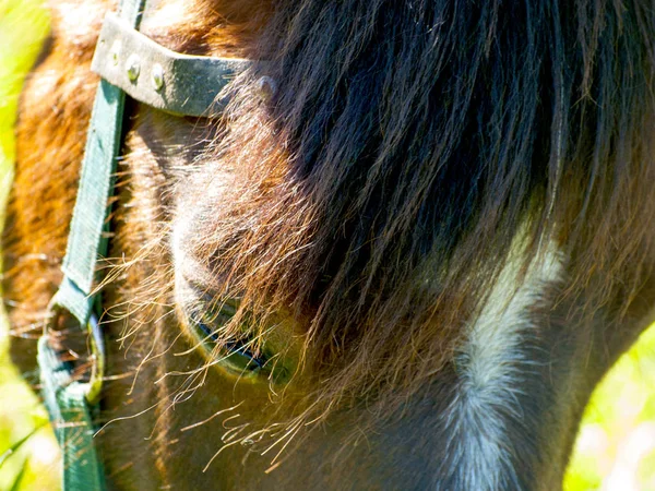 Bruin paard kijken camera op een boerderij op het platteland in het voorjaar — Stockfoto