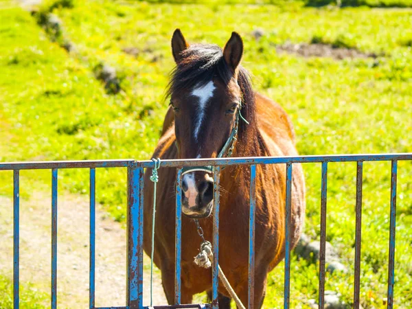 Коричневий кінь на фермі на сільській місцевості у весняних — стокове фото