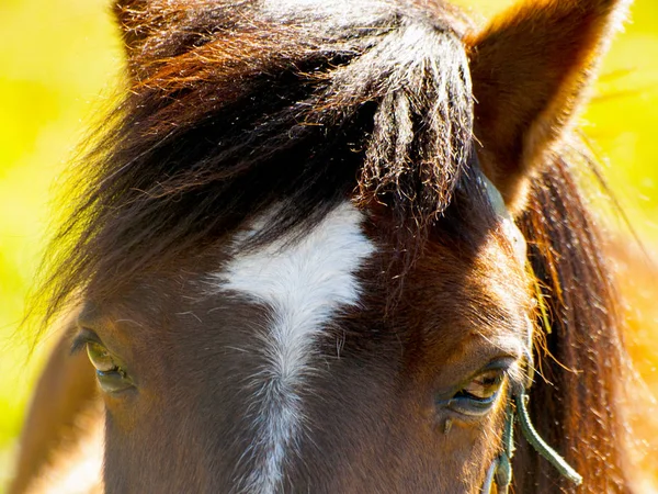 Bruin paard kijken camera op een boerderij op het platteland in het voorjaar — Stockfoto