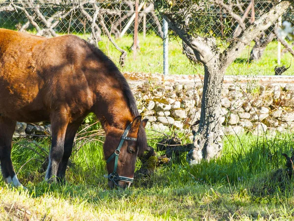 Коричневий кінь на фермі на сільській місцевості у весняних — стокове фото