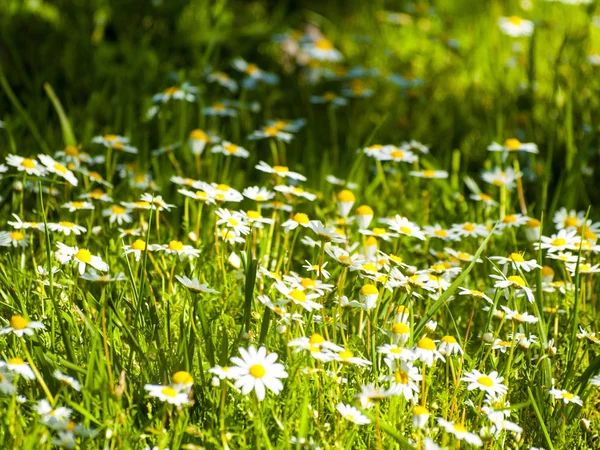 Un grand groupe de marguerites sur une prairie au printemps — Photo