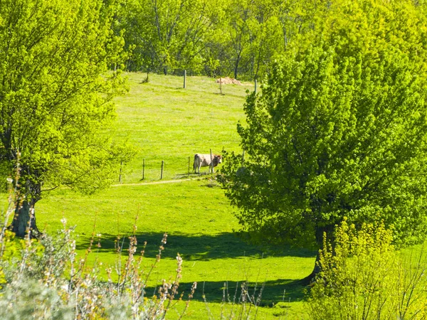 Αγελάδες που βόσκουν στο τοπίο την άνοιξη — Φωτογραφία Αρχείου
