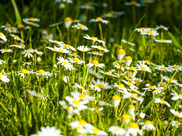 Un grand groupe de marguerites sur une prairie au printemps — Photo