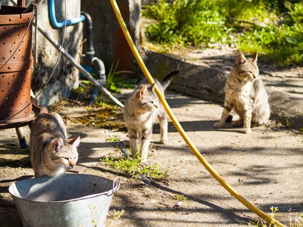 Három Macskák-ban egy farmon, tavasszal vidéki jelenet — Stock Fotó