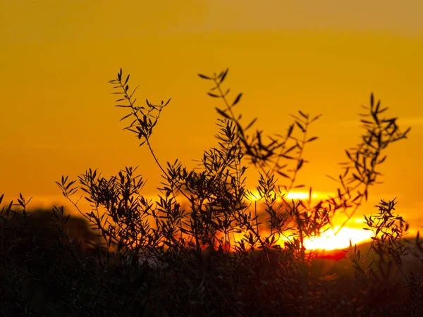 Silueta olivový strom při západu slunce se oranžová obloha ve Španělsku — Stock fotografie