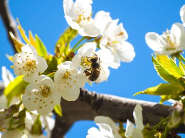 Apis mellifera - arı üzerinde bahar çiçek açan kiraz ağacı Tozlaşmayı