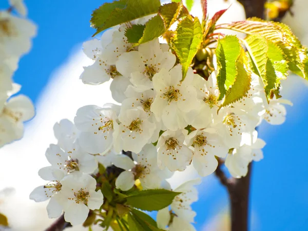 Cerezo en flor en primavera — Foto de Stock