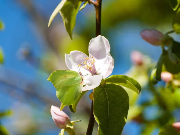 Quince en floración en primavera con espacio de copia — Foto de Stock
