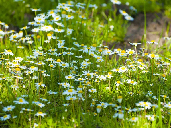 봄 날에 풀밭에 데이지의 큰 그룹 — 스톡 사진