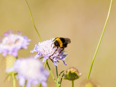 Bahar üzerinde bir çiçek pollinating bir yaban arısı