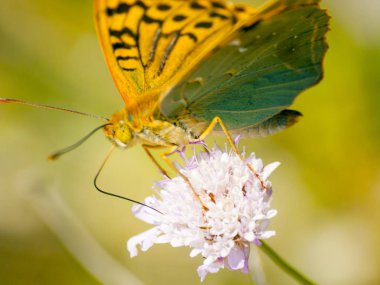 Bahar üzerinde bir çiçek pollinating kahverengi kelebek