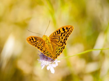Bahar üzerinde bir çiçek pollinating kahverengi kelebek
