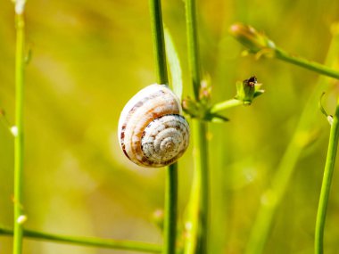 Çimenlerin üzerinde bir salyangoz