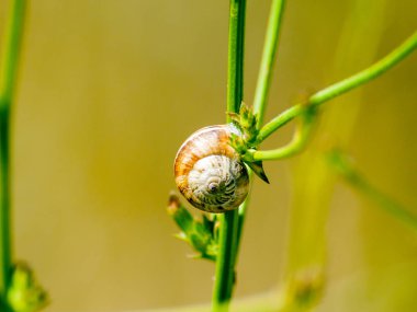 Çimenlerin üzerinde bir salyangoz