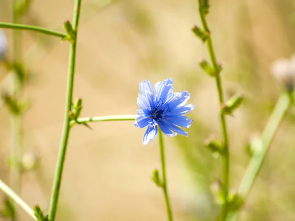 Cichorium intybus - cikória - kék virág, a tavasszal virágzó — Stock Fotó