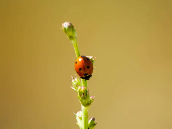 Cocinella septempunctata - Una dama insecto en la hierba en primavera —  Fotos de Stock