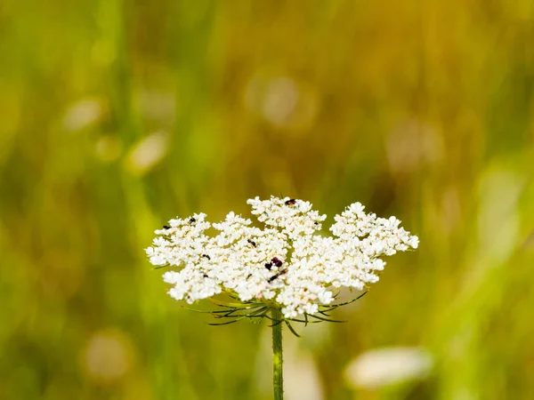 Achillea millefolium - La milenrama en la floración en primavera — Foto de Stock