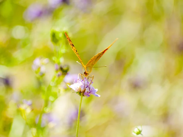 Borboleta marrom polinizando uma flor na primavera — Fotografia de Stock