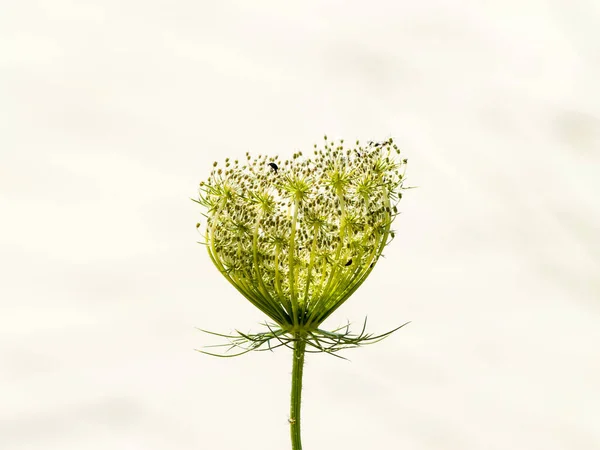 Achillea millefolium - La milenrama en la floración en primavera — Foto de Stock