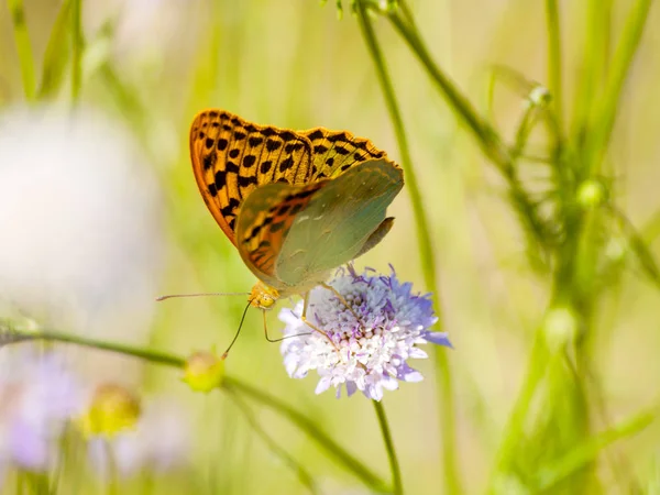 Farfalla marrone che impollina un fiore in primavera — Foto Stock