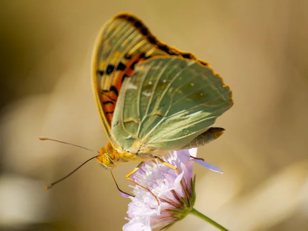 Papillon brun pollinisant une fleur au printemps — Photo