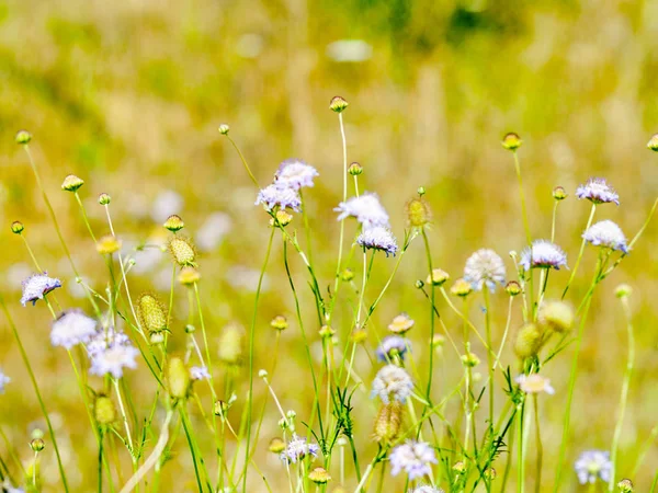 Кнаутіа Фокс - польова божевільна квітка при цвітінні навесні — стокове фото