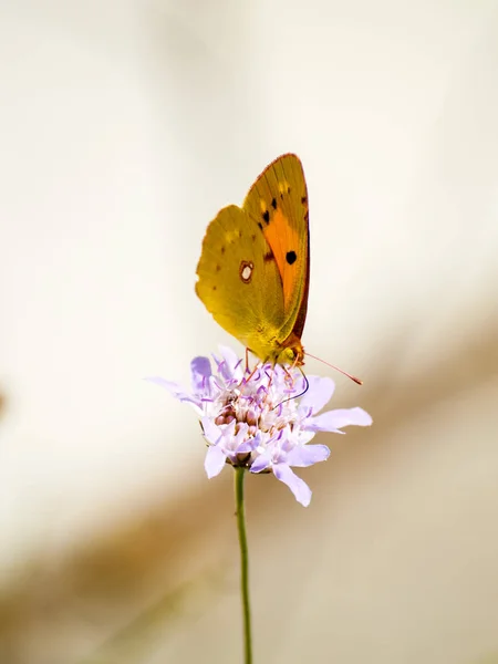 Brauner Schmetterling bestäubt eine Blume im Frühling — Stockfoto