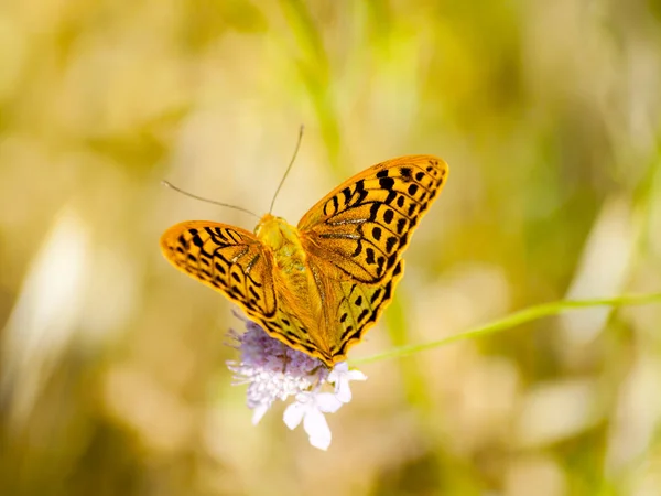 Bahar üzerinde bir çiçek pollinating kahverengi kelebek
