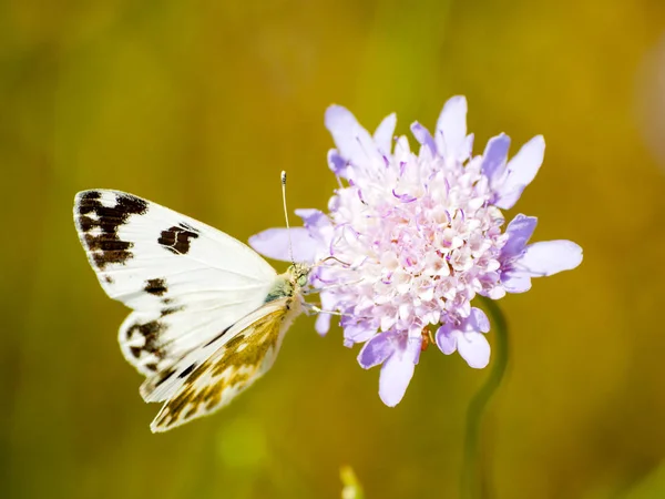 Weißer Schmetterling bestäubt eine Blume im Frühling — Stockfoto