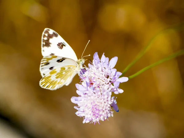 Weiße Schmetterlinge bestäuben eine Blume im Frühling — Stockfoto