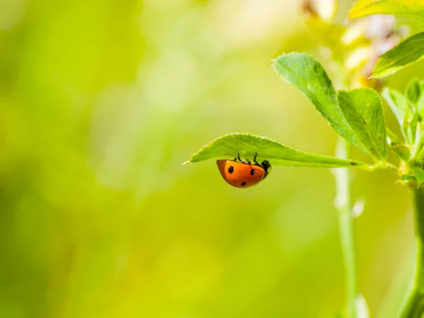 Cocinella septempunctata - en lady bug på ett blad på våren — Stockfoto