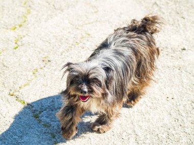 Köpek kırsal üzerinde ilkbahar geri