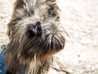 Köpek kırsal üzerinde ilkbahar geri