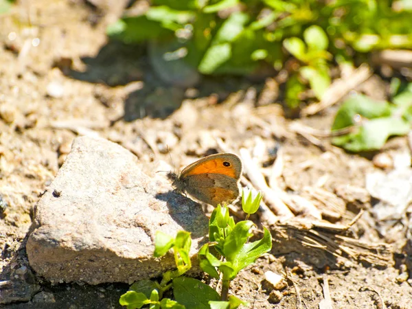 Borboleta marrom no chão na primavera — Fotografia de Stock