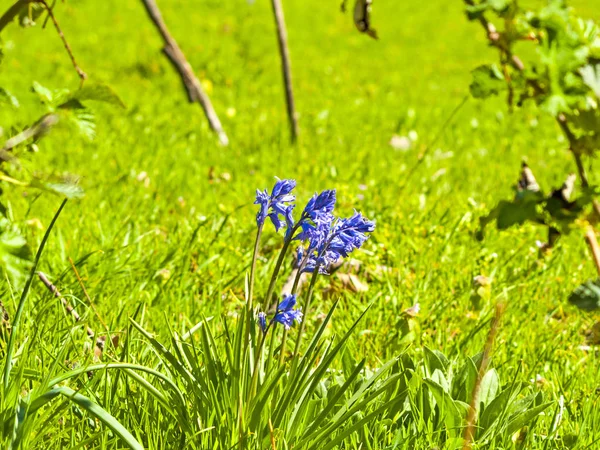 Flor azul em flor na primavera — Fotografia de Stock