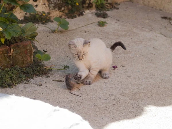 Siamesische Katze jagt eine kleine graue Maus auf einem Bauernhof — Stockfoto