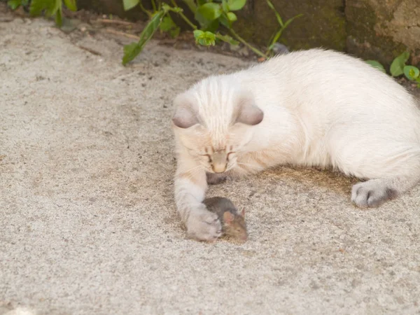 Siamesische Katze jagt eine kleine graue Maus auf einem Bauernhof — Stockfoto