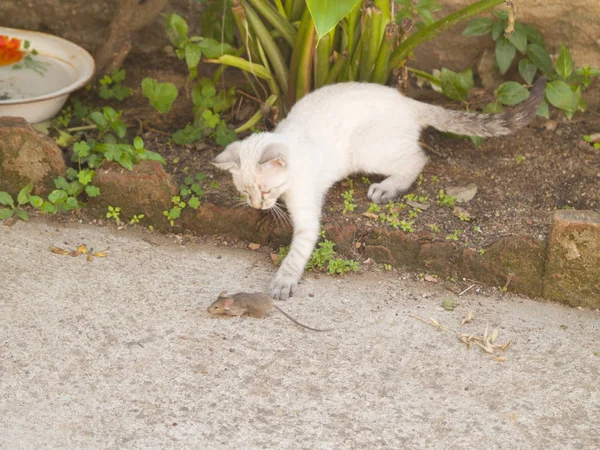 Gato siamés cazando un ratoncito gris en una granja —  Fotos de Stock