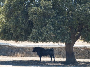 Yaz aylarında, İspanya mera üzerinde cesur boğa