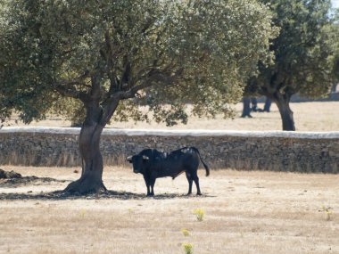 Yaz aylarında, İspanya mera üzerinde cesur boğa