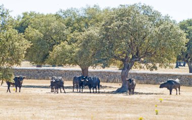 Yaz aylarında, İspanya mera üzerinde cesur boğa
