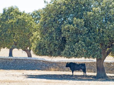Yaz aylarında, İspanya mera üzerinde cesur boğa