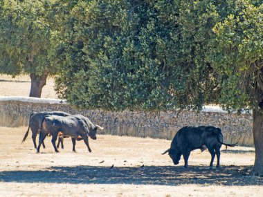 Yaz aylarında, İspanya mera üzerinde cesur boğa