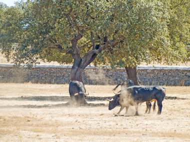 Yaz aylarında, İspanya mera üzerinde cesur boğa