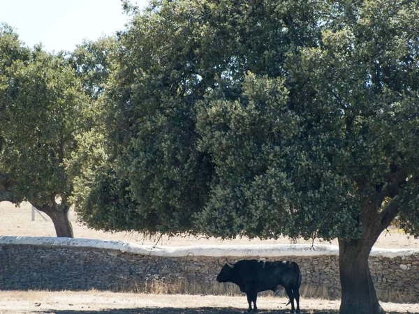 Taureaux courageux sur le pâturage en Espagne en été — Photo