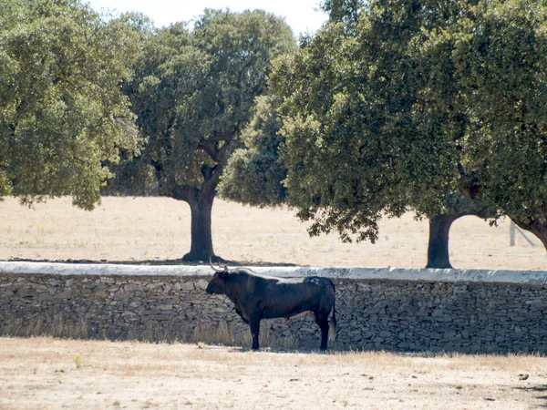 Yaz aylarında, İspanya mera üzerinde cesur boğa
