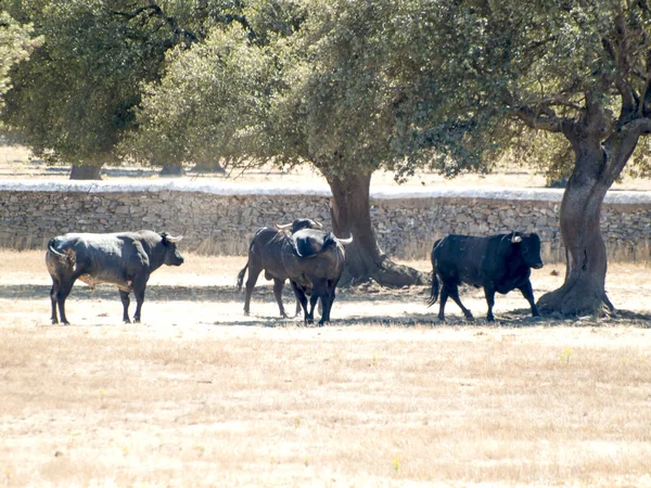 Yaz aylarında, İspanya mera üzerinde cesur boğa