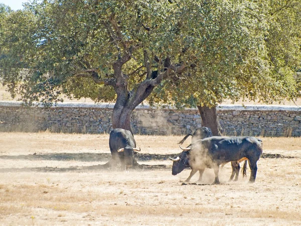 Yaz aylarında, İspanya mera üzerinde cesur boğa