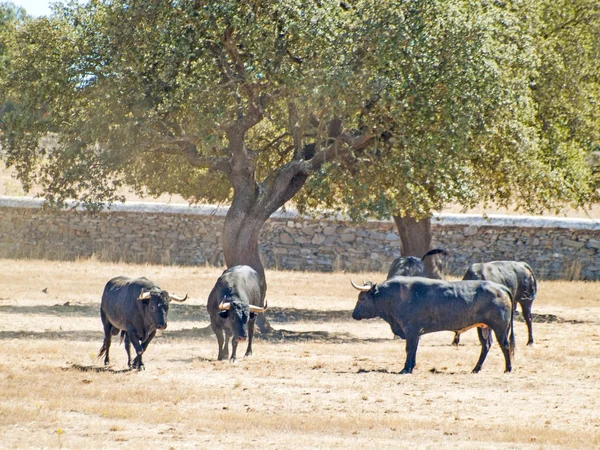 Brave bulls on the pasture in Spain at summertime — Stock Photo, Image