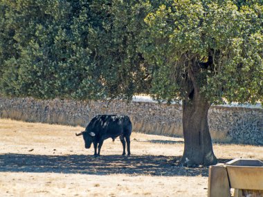 Yaz aylarında, İspanya mera üzerinde cesur boğa